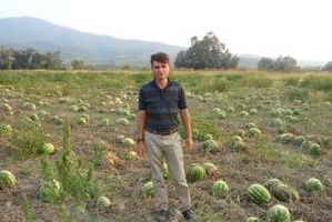 Fiyatı 10 Kuruşa Düşen Tonlarca Karpuz Tarlada Kaldı