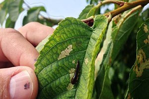 Karaman da üreticiler kiraz sülüğüne karşı uyarıldı