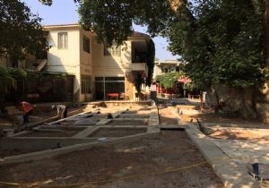 1000 Yıllık Ağaçlar Restore Edildi