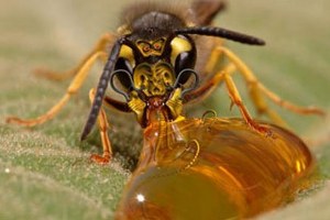 Balıkesir Büyükşehir Belediyesinden Bal Üreticilerine Destek