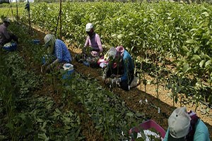 Bandırma dan yılda 500 bin ceviz fidanı ihraç ediliyor