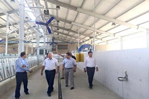 Bu Çiftlikteki İnekler Krallar Gibi Yaşayacak