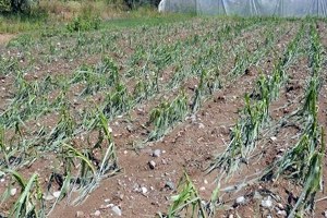 Denizli de şiddetli yağış