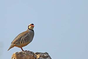 Kütahya da 1500 Kınalı Keklik Doğaya Salındı