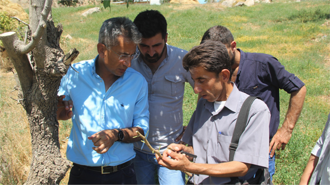 Bıttım Ağaçları Aşılandı