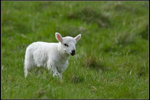 Ölü kuzu 15 yıldır kavanozda saklanıyor