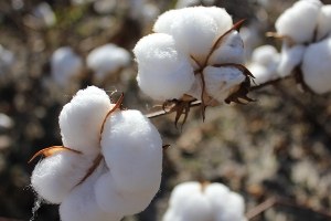 Çukurova da Sezonun İlk Kütlü Pamuğu Açık Artırmayla Satıldı