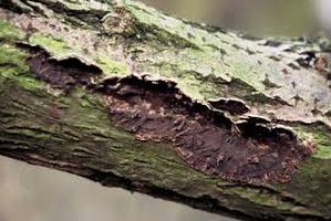 Tillo da Meyve Ağaçlarında Hastalık Kontrolü Yapıldı