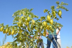 Beyşehir de Nohut Hasadı Başladı