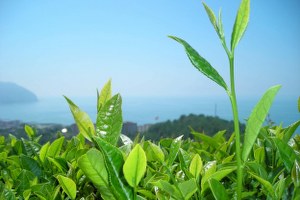 Organik Çay Tarımı Projesi