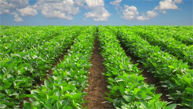 Tarım Ürünlerinde Bakteri Riski