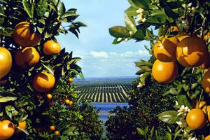 Tigem Narenciye Satacak