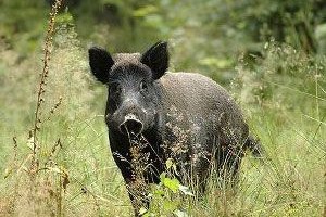 Aydın da Yaban Domuzları Ürünlere Zarar Verdi