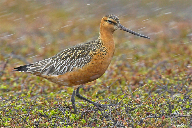 Üç Canlıdan Biri Yok Oluyor