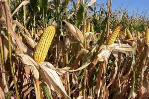 Aydın da 3 Bin 599 Çiftçiye 5 6 Milyon Mısır Primi Ödenecek