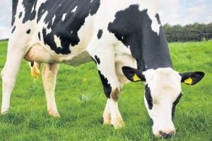 Ette ithalat olmazsa 70 li yıllara döneriz