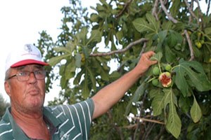 İncirde Akma Yeniden Başladı Üretici Çare Arıyor