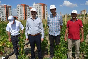 Kayseri de 430 Fasulye Çeşidinin Denemesi Yapılıyor