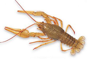 Altın Kerevit İn Genetiği Çıkarılıyor