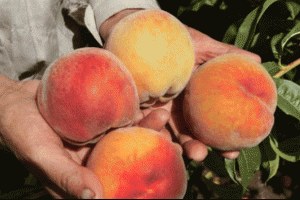 Rusya sahte Türkiye sertifikalı 73 ton şeftali ve nektarini imha etti