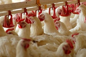 Manisa ya Tavukçuluk Osb Kurma Çalışmaları