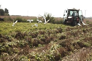 Adana da Yer Fıstığı Hasadı Başladı