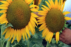 Ham Yağ Açığı Yüzde 60 Lara Çıktı