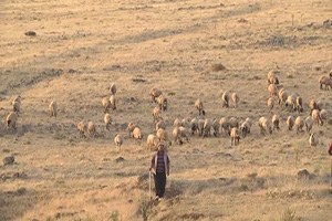Şanlıurfa da Hayvancılık Sektörü Eski Günlerine Döndü