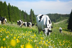 Kurban Ranta Dönüşmesin