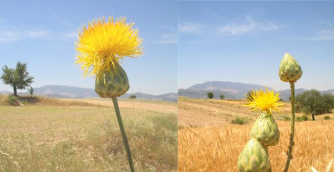 Muğla nın Endemik Türleri Korunacak