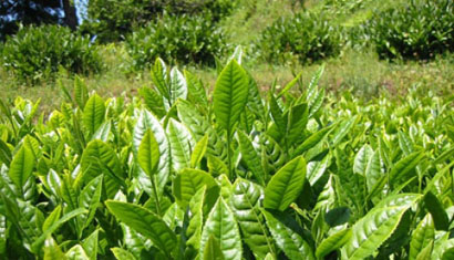 Yaş Çay Alımında Kota Arttırıldı