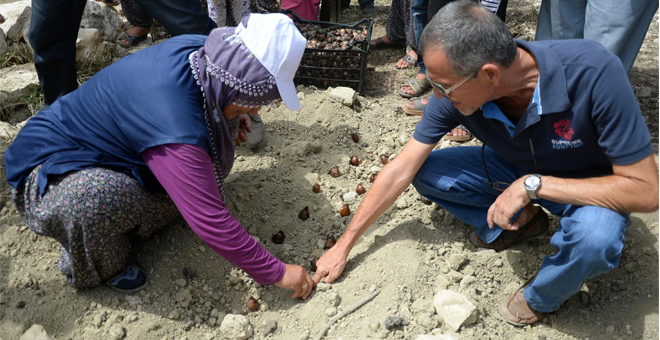 Çiftçilere 50 bin 400 Nergis Soğanı Dağıtıldı