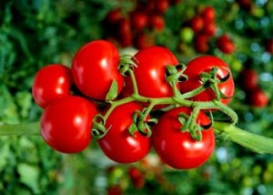 Aydın ın Domatesi Temiz Çıktı