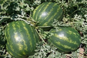 Eynesil de Çiftçiler Karpuz Yetiştiriyor