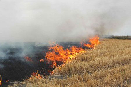 Anız Yakımı ile Topraktaki 1 5 Milyar Canlı Ölüyor