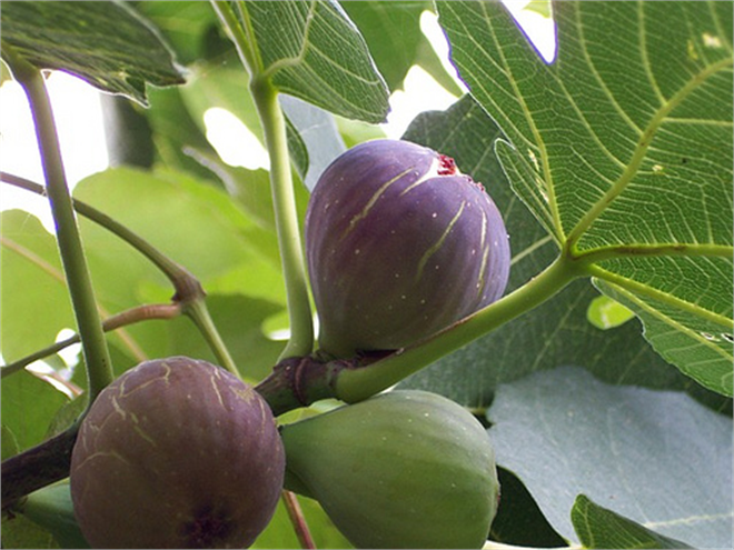 Siyah İncir Asya Pazarında