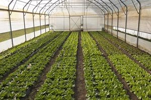 Irak Kürtleri nin Çıkışı Tarım Olacak