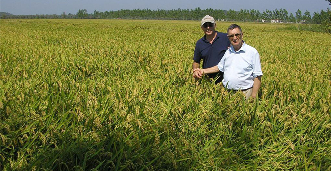 Terme Çeltiğini Hastalık Vurdu