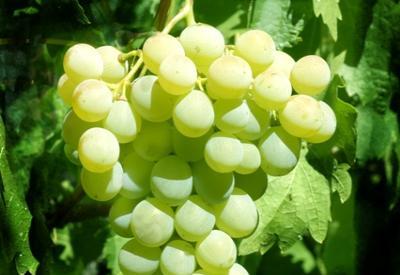 Üzüm de Fiyatlar Yüz Güldürdü