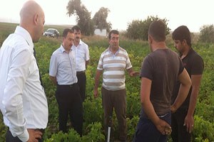 Afyon Patates Ve Ayçiçeği Tohumluk Üretiminde Merkez Oldu