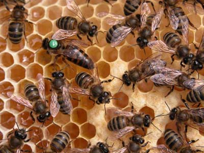 Arıcılar Dünya ya Açılacak