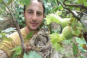 Fındık Ağacına Kuşlar Yuva Yapınca Hasat Yapmadı