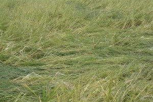 Dolu Yağışı Çeltik Üreticilerini Vurdu