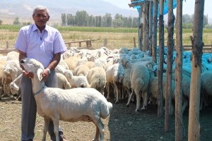 Kurban Bayramında Koç Kesin