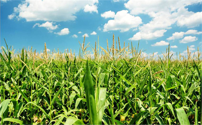 Mısır Üreticileri Fiyatlardan Memnun