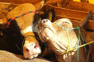 Tarım ve hayvancılık sektörü Samsun da buluşacak