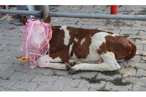 Bunlar Da Sığır Güzeli