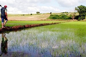 Çorum Çeltikte Türkiye 4 sü