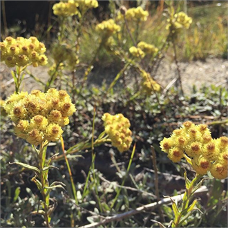 Altın Renginde Bir Hayat İksiri Ölmez Çiçek