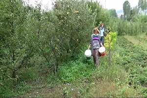 3 Alman Tıp Öğrencisi Türkiye de Tarlada Çalışarak Tatil Yapıyorlar